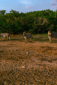 View of a zebra on field