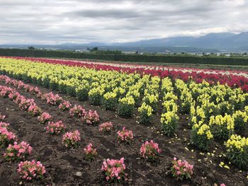 Fresh pink flowers in field against sky