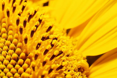 Macro shot of yellow flower