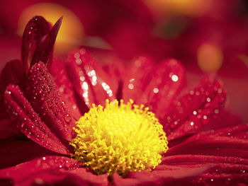 Close-up of wet pink rose flower