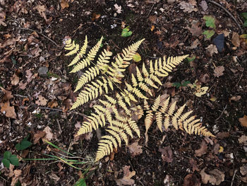 High angle view of dry plants on field