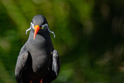 Close-up of duck