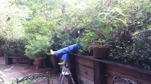 Rear view of person with bicycle on potted plants in yard