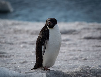 Adelie penguin staring off into the distance