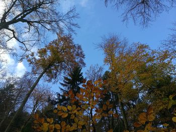 Low angle view of trees against sky