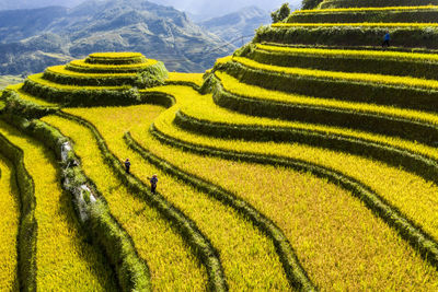 Rice terraces in yen bai, vietnam