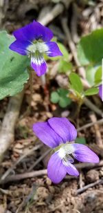 Close-up of purple crocus blooming on field