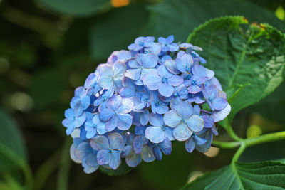 Close-up of purple flowering plant