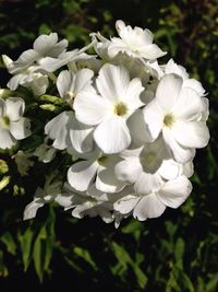 Close-up of white flowers