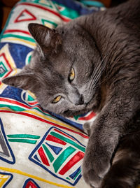 Close-up portrait of a cat resting on bed