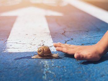 Cropped hand of person touching blue road by snail