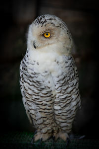 Close-up portrait of owl