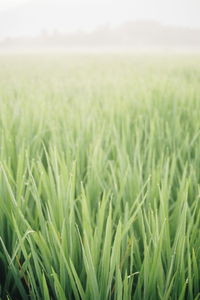 Crops growing on field