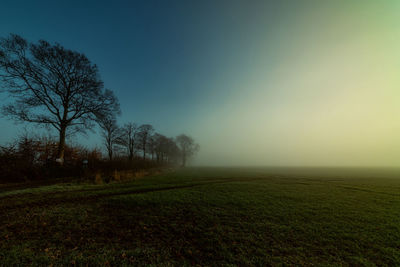 Trees on field against sky