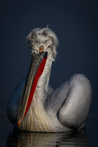 Close-up of pelican