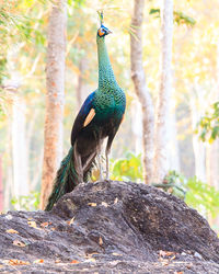 Close-up of peacock perching on tree trunk