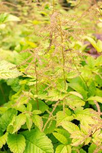 plant