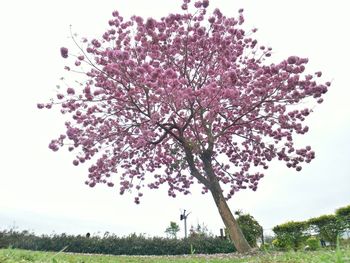 Cherry blossom tree against clear sky