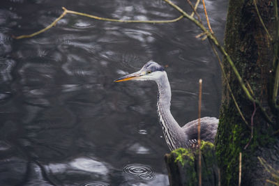 View of a bird in lake