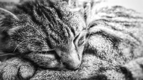 Close-up of cat sleeping