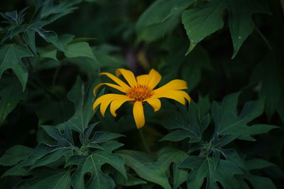 Close-up of yellow flowering plant