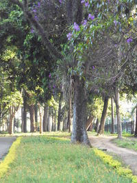 Trees on landscape