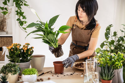 Woman home gardener transplanting white peace lily in flowerpot