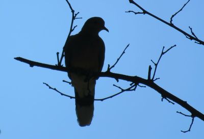 Low angle view of bird perching on branch against sky