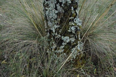 Plants growing on a tree