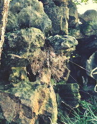 Close-up of dead tree trunk in forest