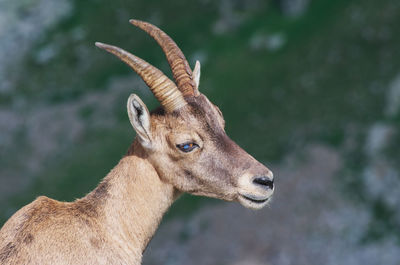 Close-up of deer