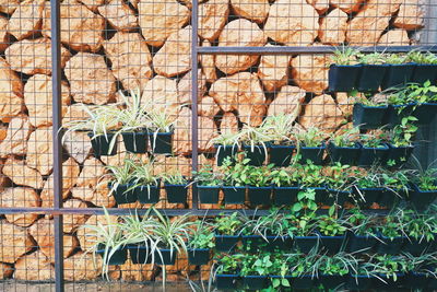 Close-up of plants