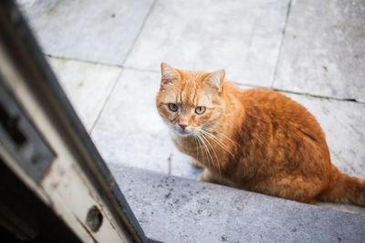 Portrait of ginger cat sitting on footpath