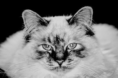 Portrait of cat against black background