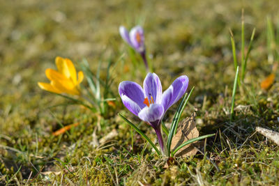 Close-up of purple crocus flowers on field