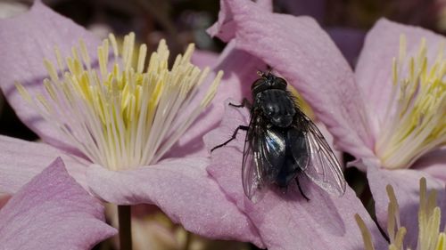 Close-up of insect on flower