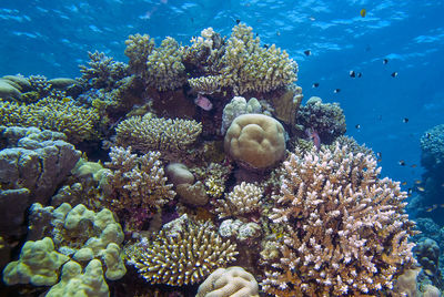 Wide angle views of the magnificent coral formations in the red sea, egypt