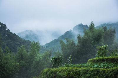 Scenic view of forest against sky during foggy weather