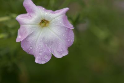 Close-up of wet purple flower