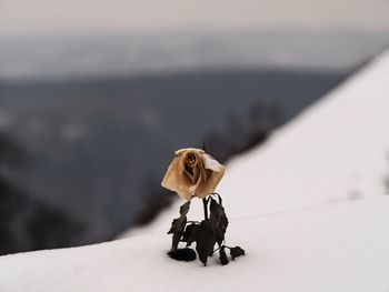Close-up of wilted rose in deep snow