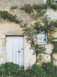 Plants growing outside building