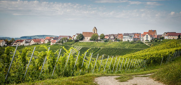 Vineyard and houses in town against sky