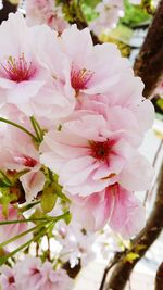 Close-up of pink cherry blossoms