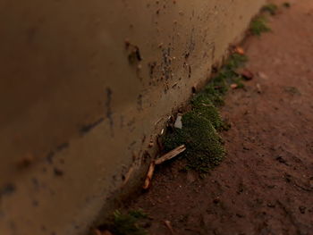 Close-up of insect