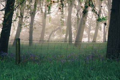 Railing on grassy field against trees during foggy weather