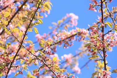 Low angle view of cherry blossoms against sky