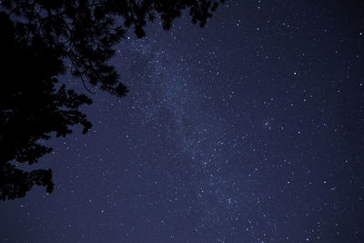 Low angle view of trees against star field at night