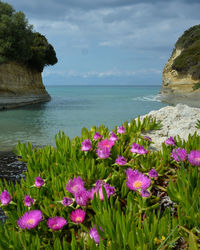 Close-up of flowers growing by sea against sky