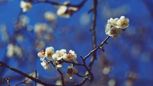 Close-up of white flowers on twig