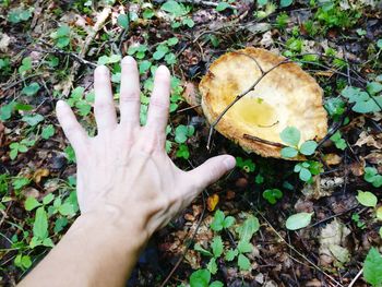 High angle view of hand holding autumn leaves on field